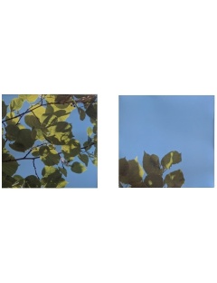 Déstockage 2 x Dalle LED OASIS 60x60 Ciel Bleu + Feuilles