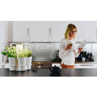 CALLA potager d'intérieur