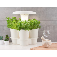 CALLA potager d'intérieur