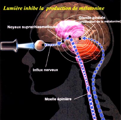 La lumiére du soleil stoppe la prodution de mélatonine